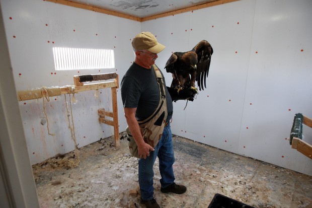 Falconry